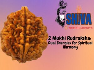 2 Mukhi Rudraksha: Dual Energies for Spiritual Harmony