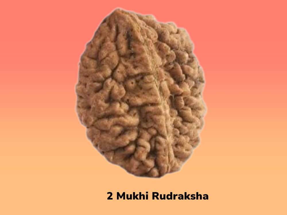 2 Mukhi Rudraksha
